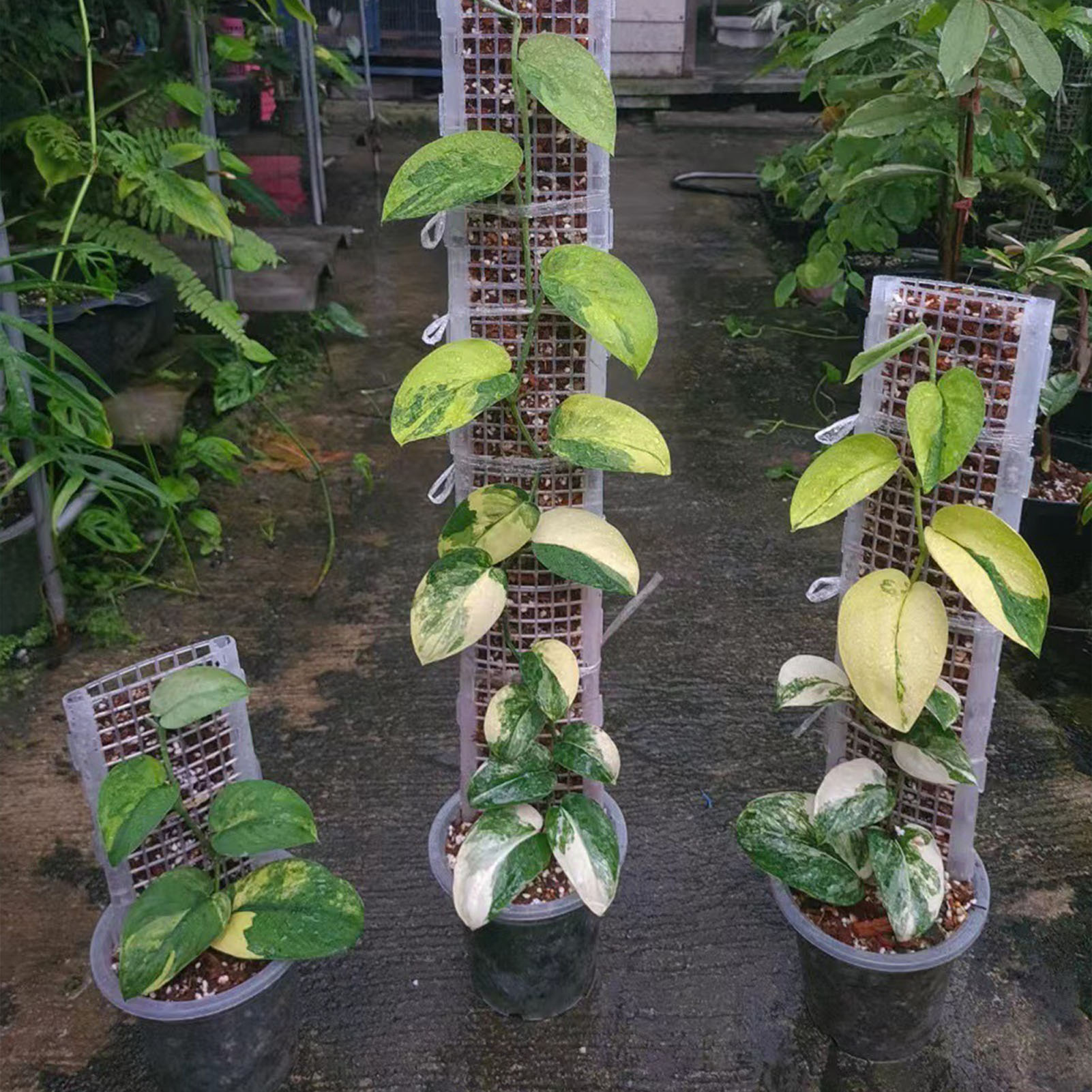 Plastic Moss Pole for Plants P - Sphagnum Moss Dry 评论和价格