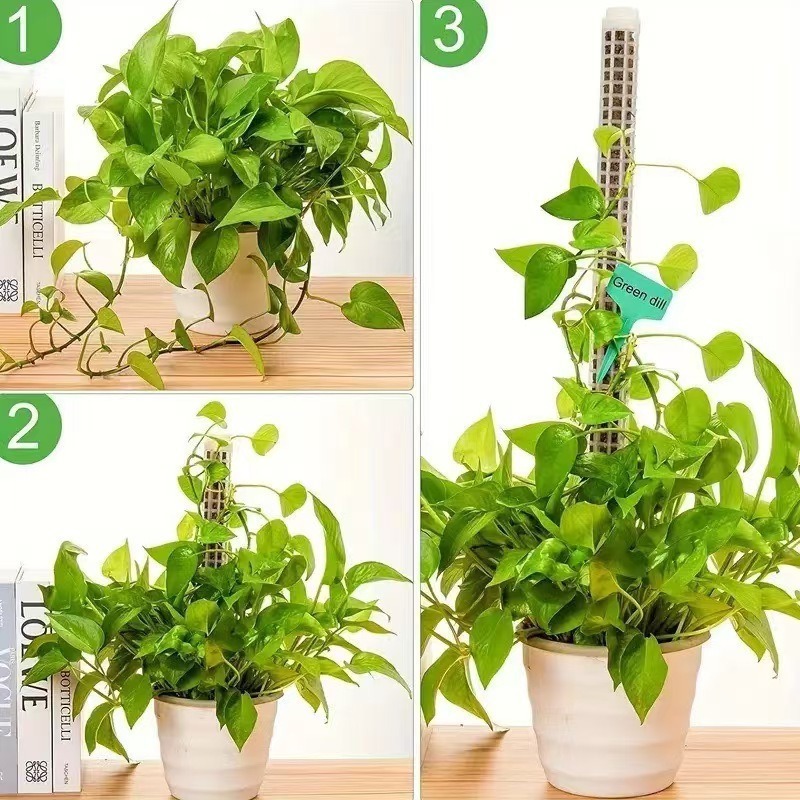 1/2/3pcs Self-watering Moss Po - Sphagnum Moss Dry 评论和价格