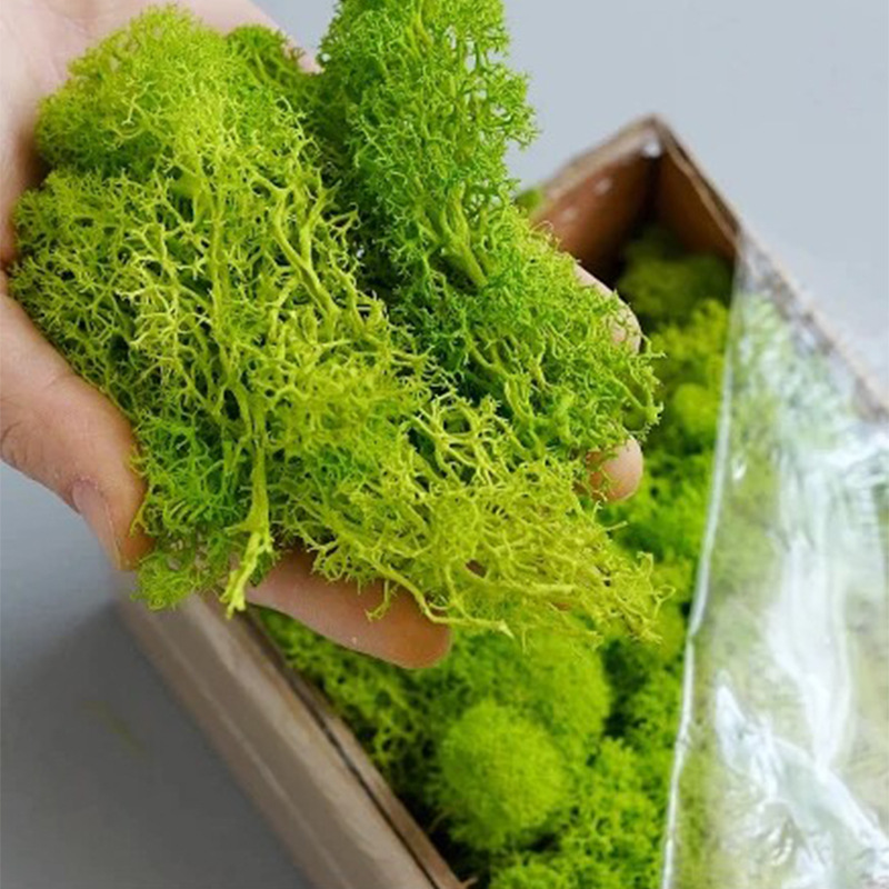 200g Artificial Green Plants M - Sphagnum Moss Dry 评论和价格