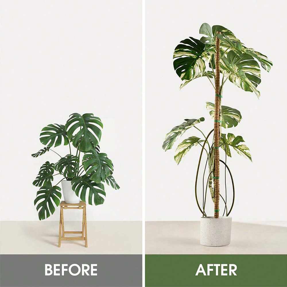 Moss Pole for Plants Monstera  - Sphagnum Moss Dry 评论和价格