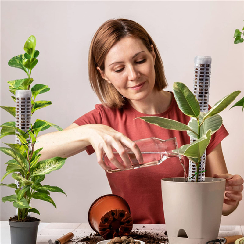Plant Climbing Column Sphagnum - Sphagnum Moss Dry 评论和价格
