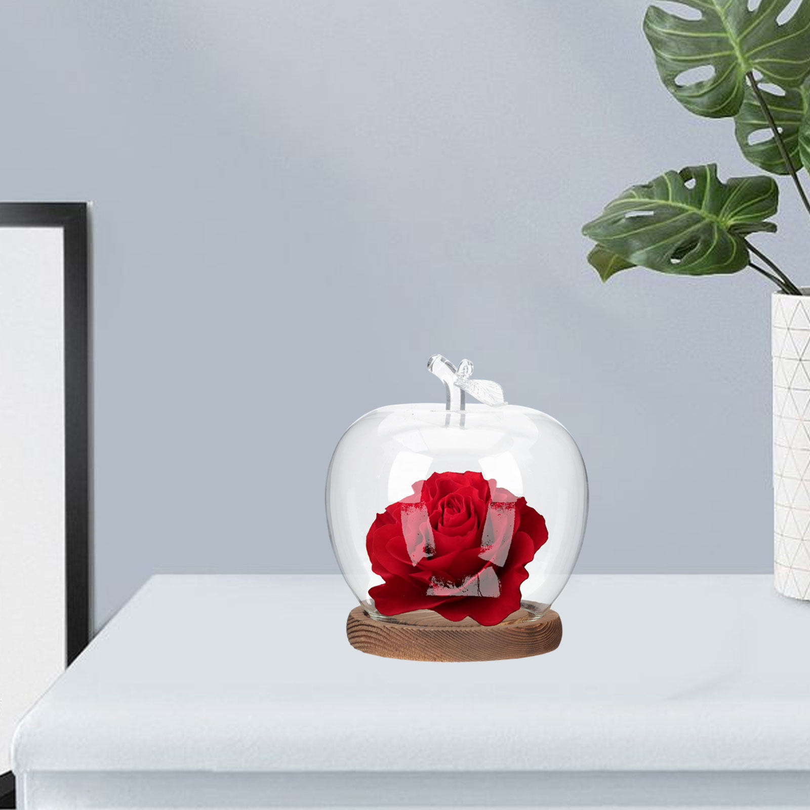 2Pcs Glass Cloche Dome with Wo - Plastic Dome Clear 评论和价格